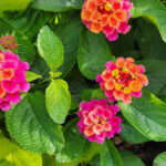 Dejte sbohem muškátům: Tahle rostlina mění barvy jako chameleon, voní po žvýkačce a má minimální nároky Dejte sbohem muškátům: Tahle rostlina mění barvy jako chameleon, voní po žvýkačce a má minimální nároky