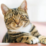 Nenápadná hrozba pro každou kočku. Spolykané chlupy mohou způsobit vážné ucpání střev Nenápadná hrozba pro každou kočku